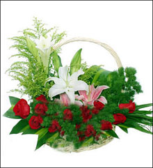 �ʻ�����������������